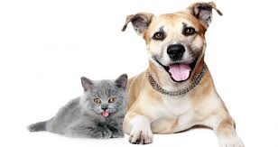 Cane e gatto