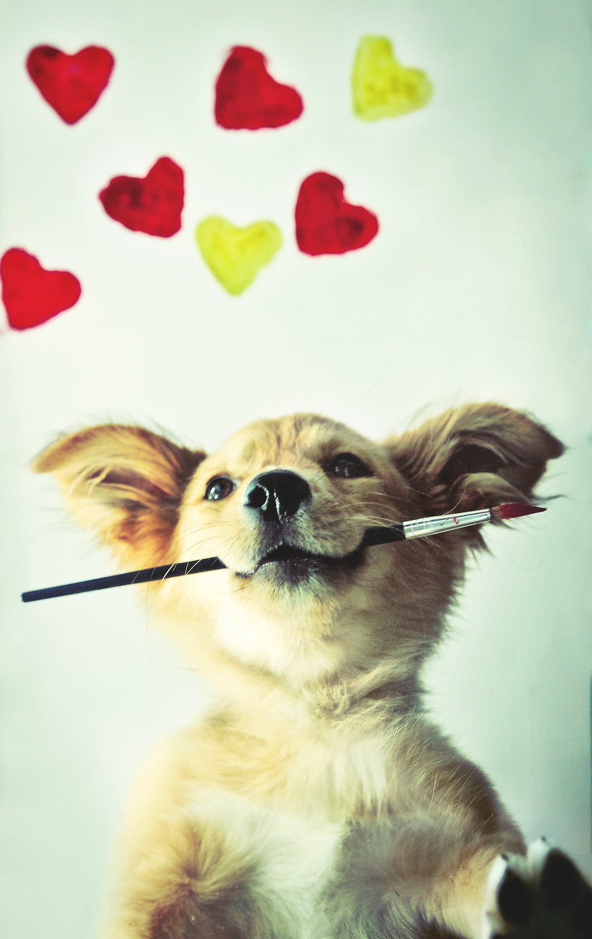 dog-4253770_1920